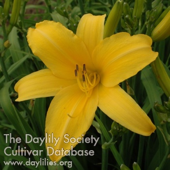Daylily August Bright